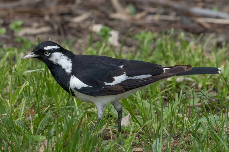 Grallina cyanoleuca (Magpie-lark).jpg